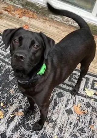 Cody, looking for a quiet home