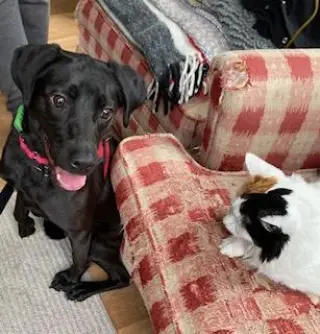 Cody, looking for a quiet home