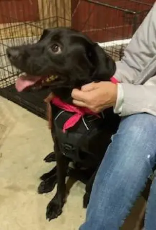 Cody, looking for a quiet home