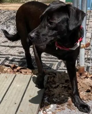 Cody, looking for a quiet home