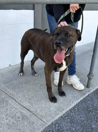 Bucky (6yo, 99lbs)