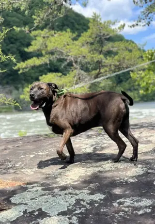 Bucky (6yo, 99lbs)