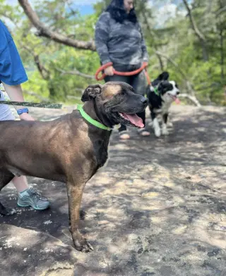 Bucky (6yo, 99lbs)