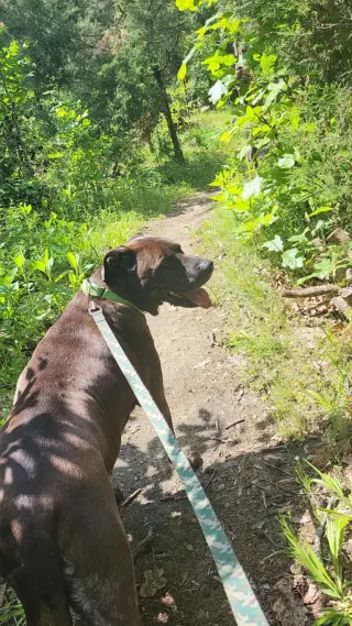 Bucky (6yo, 99lbs)