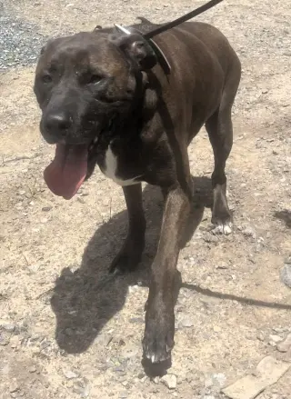 Bucky (6yo, 99lbs)