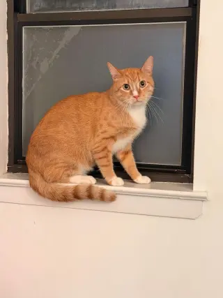 FLOUNDER