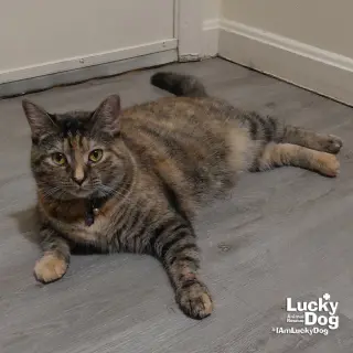 Lil Bitsy