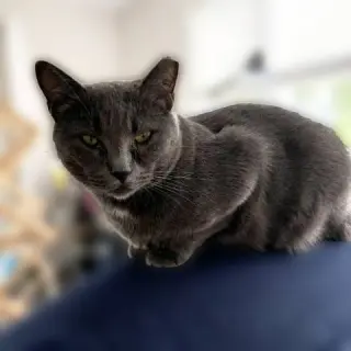 Gypsy (Sweet and Sophisticated)