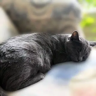 Gypsy (Sweet and Sophisticated)