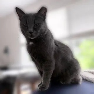 Gypsy (Sweet and Sophisticated)