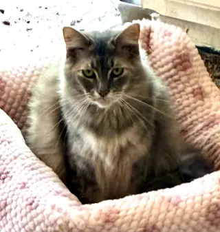 Daisy