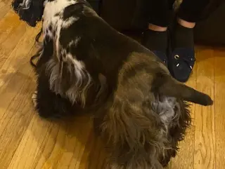 Millie