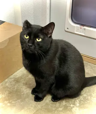 Jiggly Puff