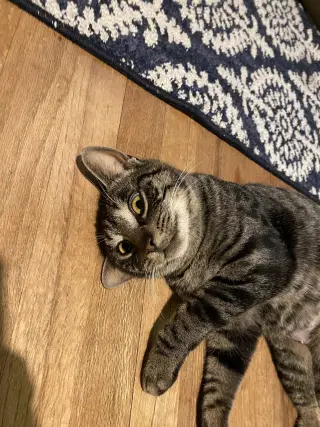 Tyra