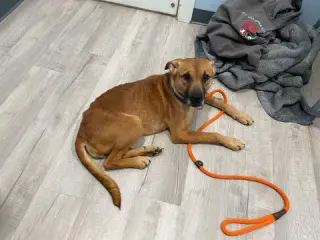 Myla