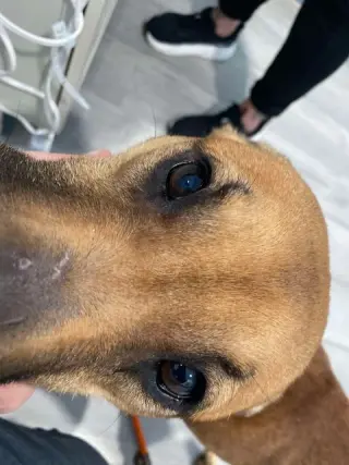 Myla