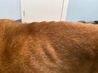 Myla