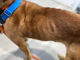 Myla