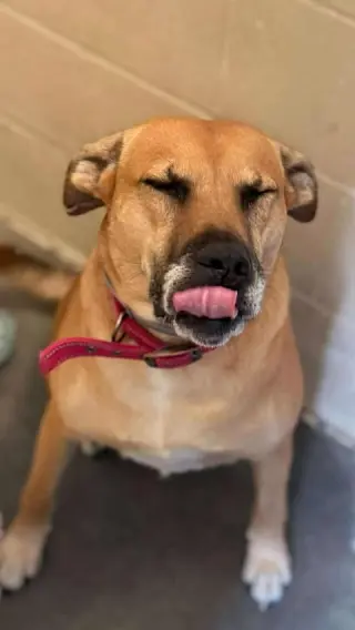 Myla