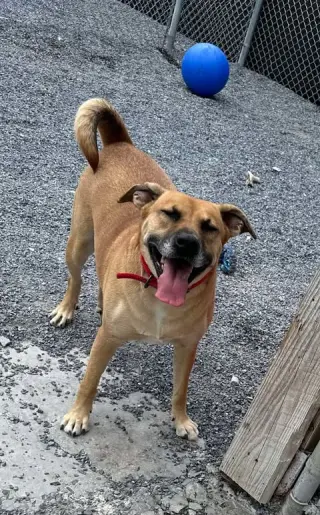 Myla