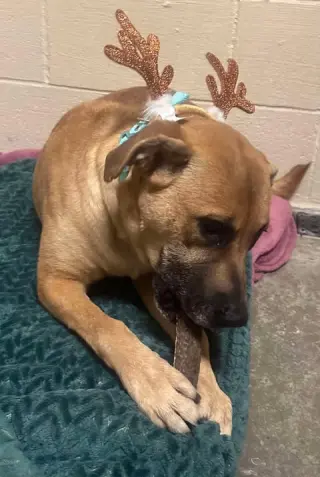 Myla