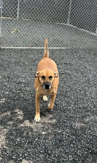 Myla