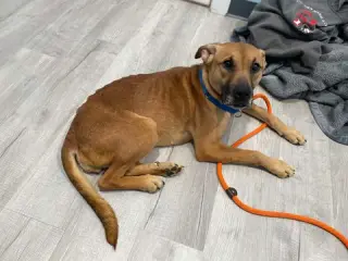Myla