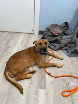 Myla