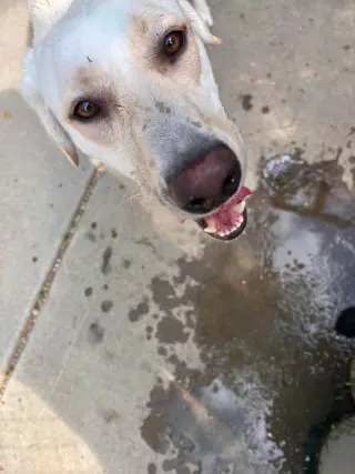 Kumo