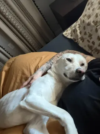 Kumo