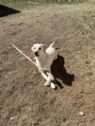 Kumo