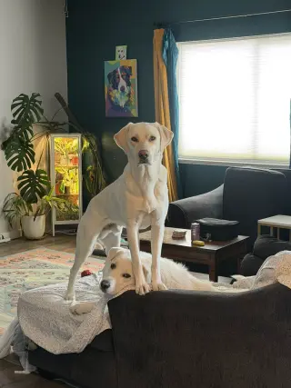 Kumo