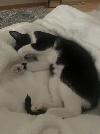 Moo (Courtesy Post)