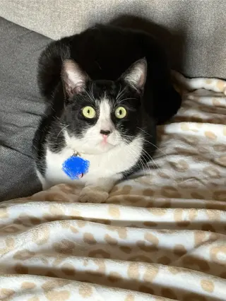 Moo (Courtesy Post)