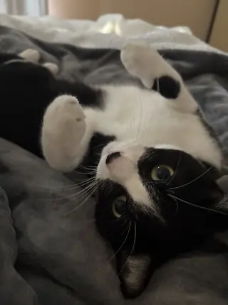 Moo (Courtesy Post)