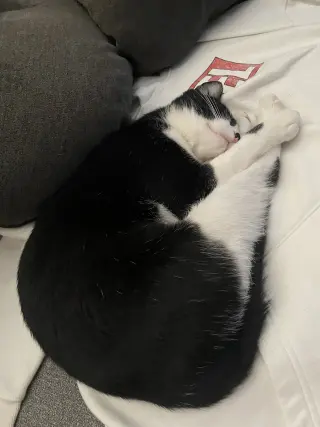 Moo (Courtesy Post)