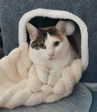 Hera