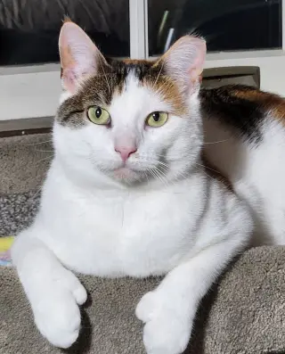 Hera