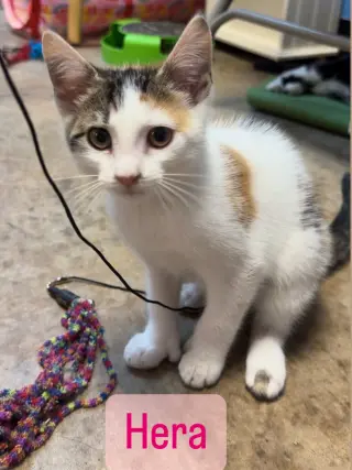 Hera