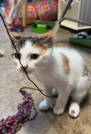 Hera