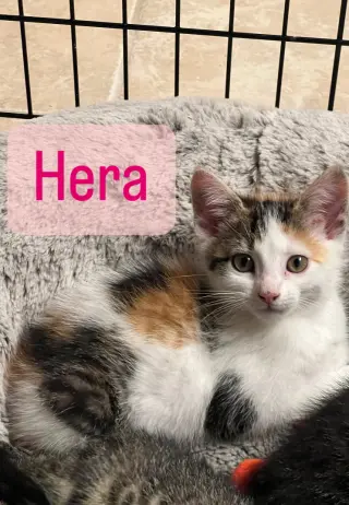 Hera