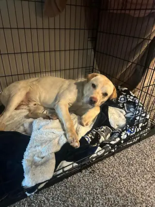 FINNLYN aka Charlie