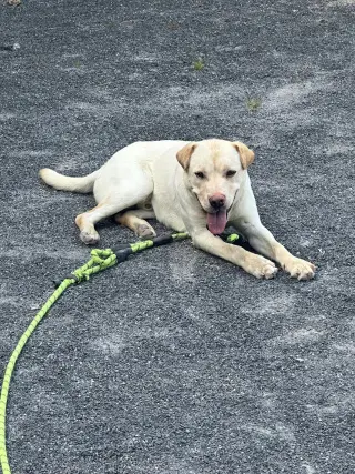 FINNLYN aka Charlie
