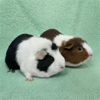 Mint and Chip (F)