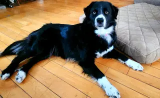 Fiona