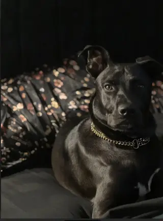 Travis