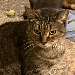 Sam (Sweet Tabby)