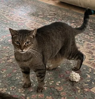 Sam (Sweet Tabby)