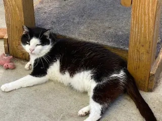 Vito