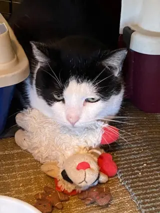 Vito